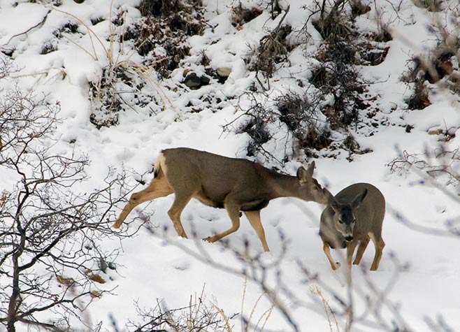 two deer